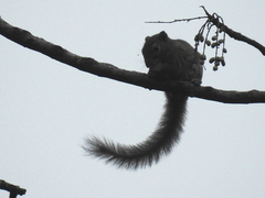 Callosciurus pygerythrus