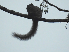Callosciurus pygerythrus
