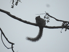 Callosciurus pygerythrus
