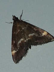 Pyrausta nicalis