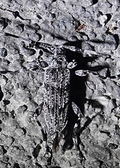 Acanthocinus obliquus