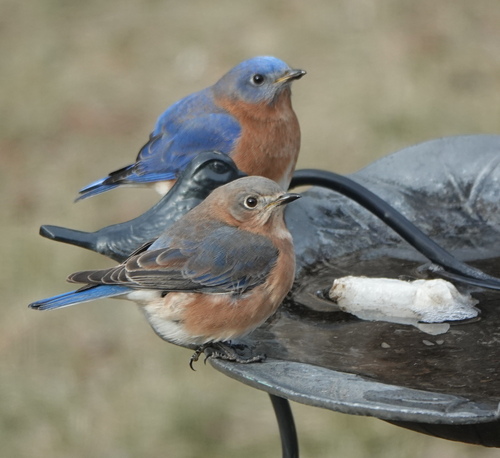 Eastern Bluebird photographed in Minnesota