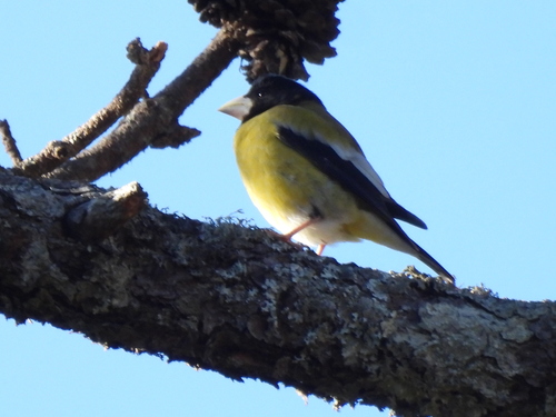 Hooded Grosbeak (Hesperiphona abeillei)