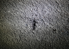 Acanthocinus obliquus