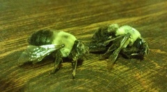 Anthophora abrupta