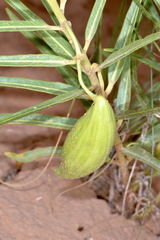 Asclepias labriformis