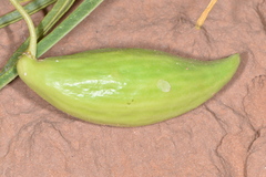 Asclepias labriformis