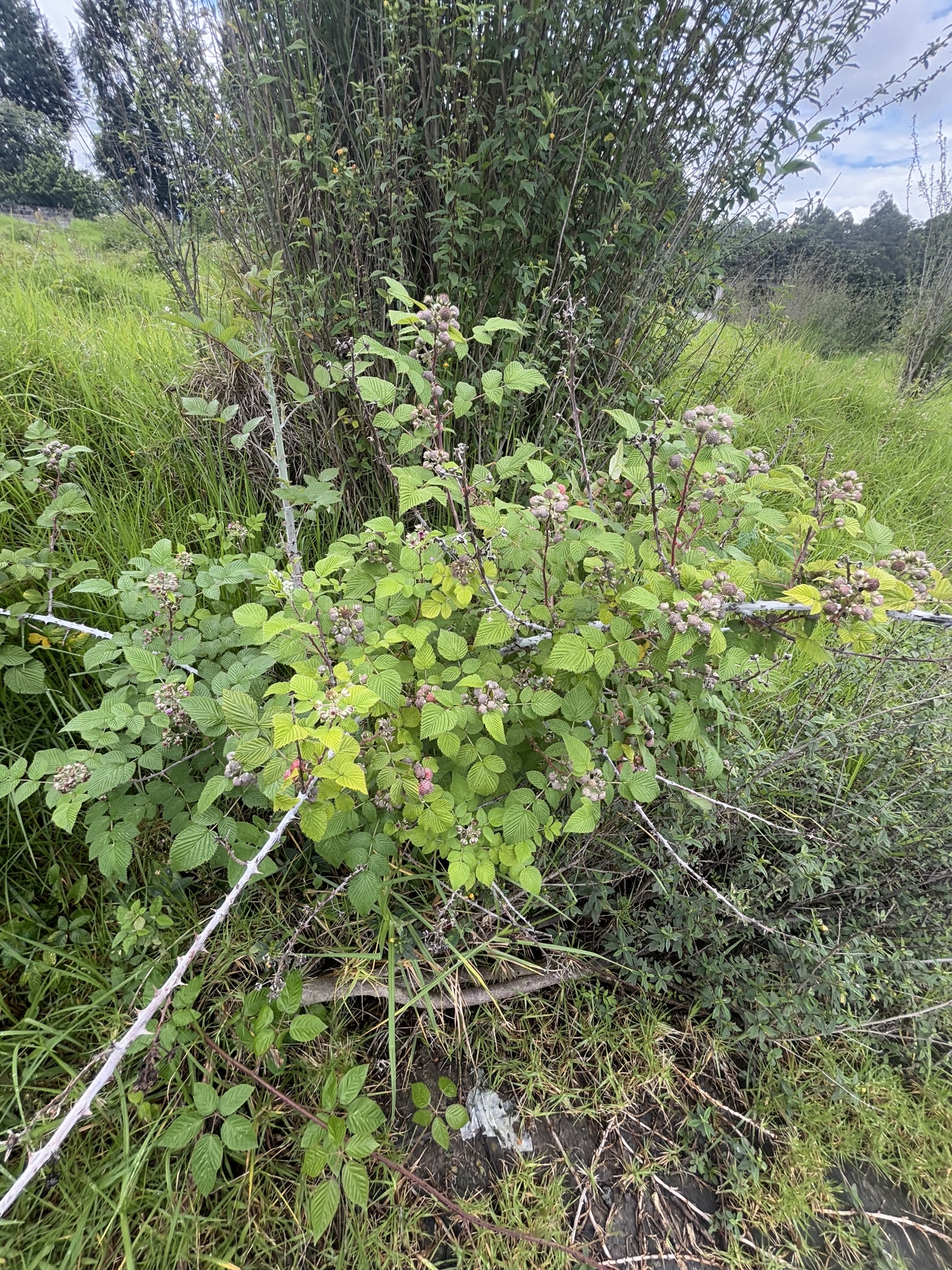 Imagem de Amora-silvestre