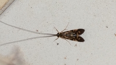 Macrostemum carolina