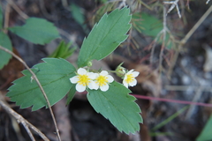 Fragaria virginiana