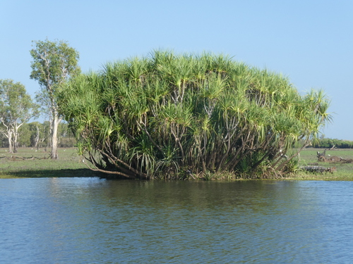 Image of Pandanus aquaticus by (c) gwynmwilliams, some rights reserved (CC BY)