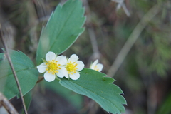 Fragaria virginiana
