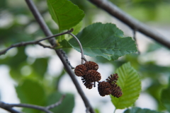 Alnus alnobetula
