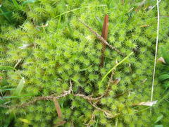 Breutelia pendula