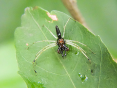 Lyssomanes temperatus