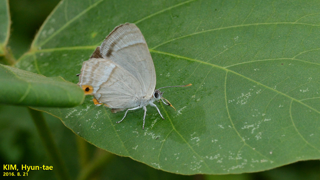 Favonius cognatus