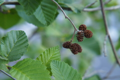 Alnus alnobetula