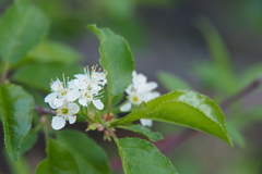 Prunus pensylvanica