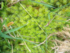 Breutelia pendula