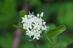 Cornus sericea