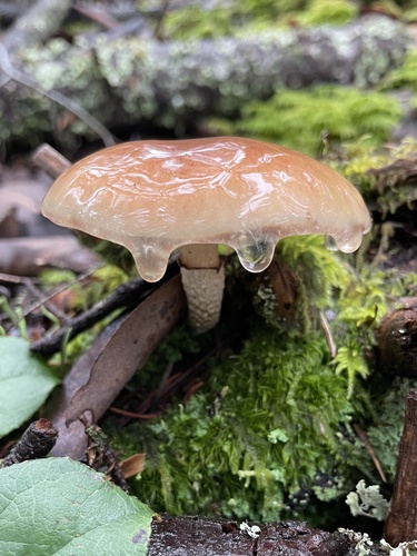 Pholiota velaglutinosa