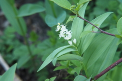 Maianthemum stellatum