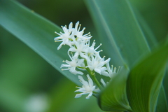Maianthemum stellatum