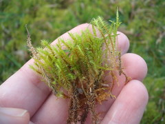 Breutelia pendula