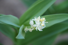 Maianthemum stellatum