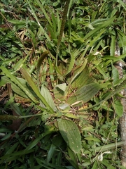 Plantago australis