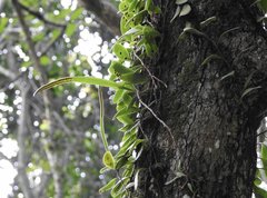 Pyrrosia adnascens