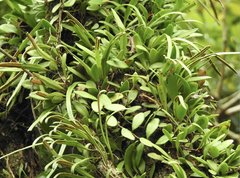 Pyrrosia adnascens
