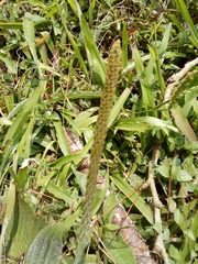 Plantago australis