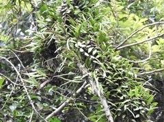 Pyrrosia adnascens