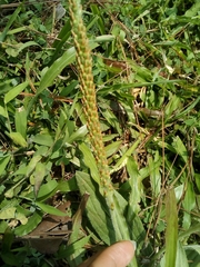 Plantago australis