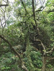 Pyrrosia adnascens
