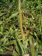 Plantago australis