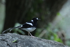 Enicurus maculatus