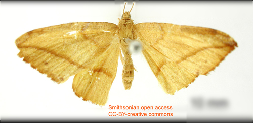 Pyrinia dispansa