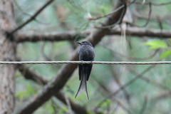 Dicrurus leucophaeus