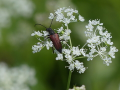 Anastrangalia sanguinea