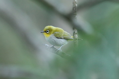 Zosterops palpebrosus