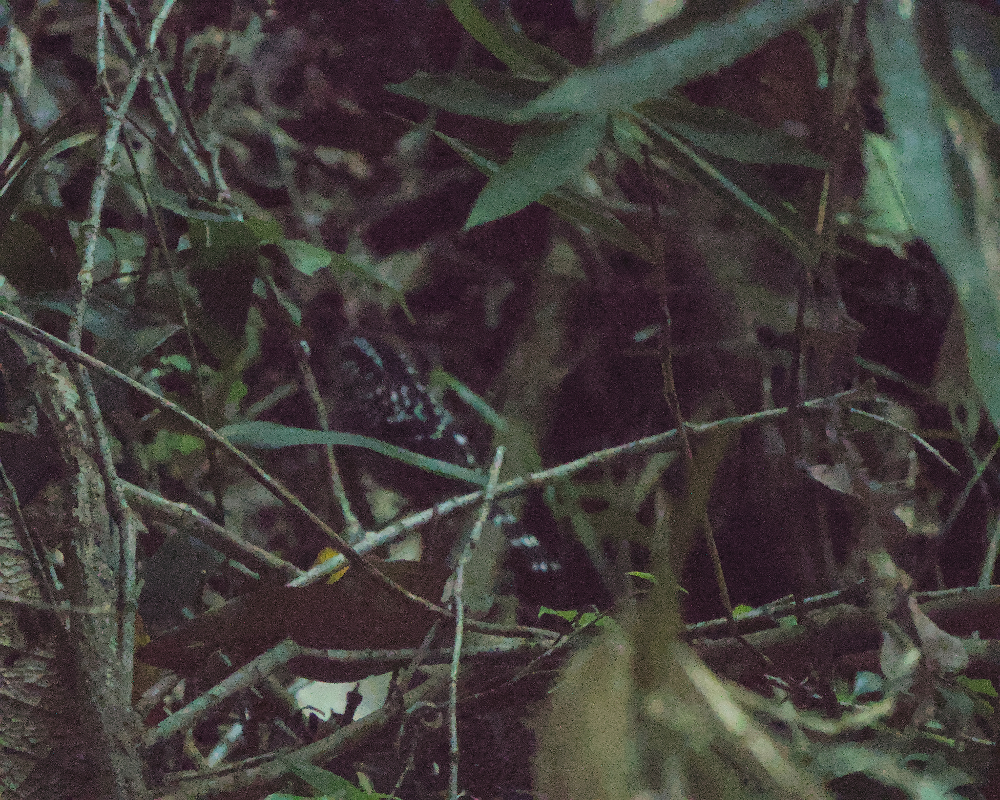 Scaled Antbird (Drymophila squamata), photo 9