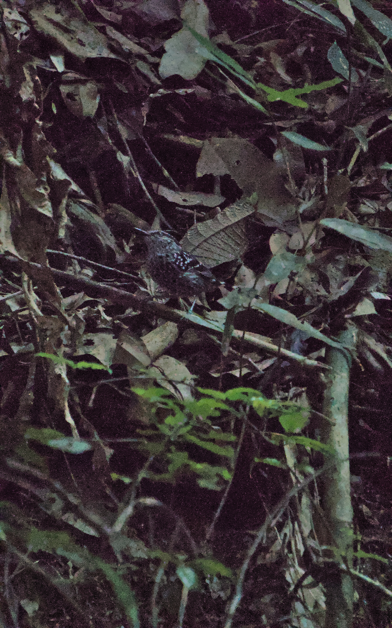 Scaled Antbird (Drymophila squamata), photo 8