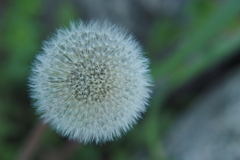 Taraxacum officinale
