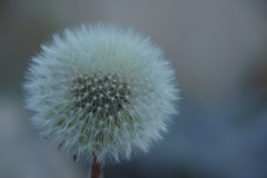 Taraxacum officinale