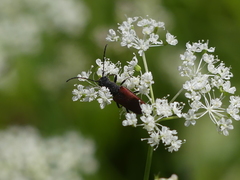 Anastrangalia sanguinea