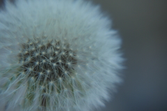 Taraxacum officinale