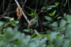 Picumnus innominatus