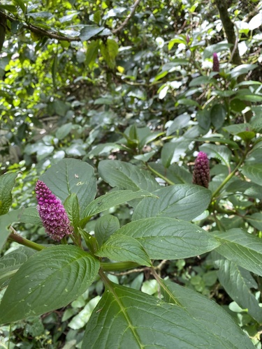 Foto de Boldo-gambá